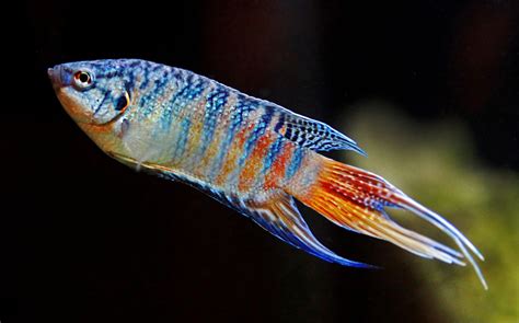 Paradiesfisch "Hainan" - Macropodus opercularis | Makropoden | Labyrinthfische & co. | Shop ...