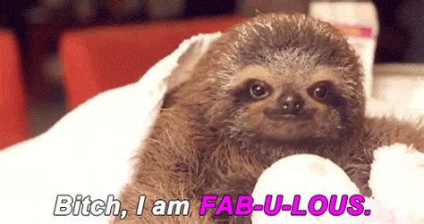 Sloth GIFs - Find & Share on GIPHY