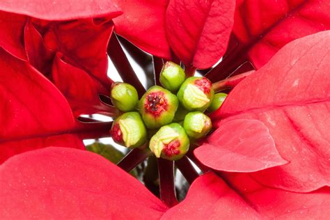 Free photo: Red Poinsettia - Closeup, Leaf, Leave - Free Download - Jooinn