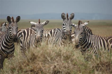 Ngorongoro Crater - Wildlife Expeditions and Safaris