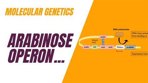 Arabinose (Ara) Operon| Structure & Function | Positive & Negative ...