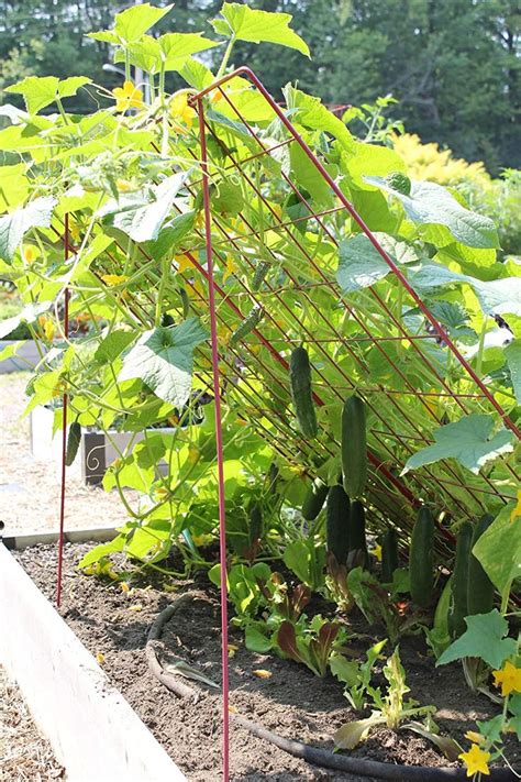 Amazon.com: Medium Cucumber Trellis Green Plant Support for Cucumbers Garden Support for ...