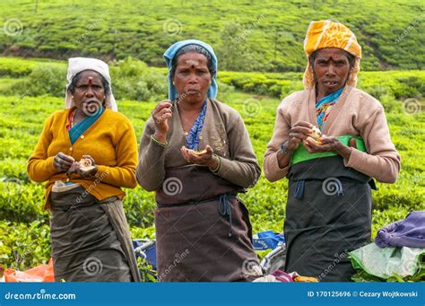 A Tamil Woman From Sri Lanka Breaks Tea Leaves On Tea Plantation With ...