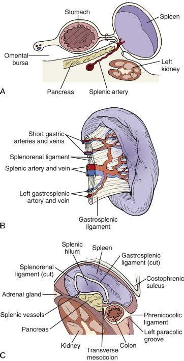 Spleen: Normal Anatomy and Examination Techniques | Radiology Key