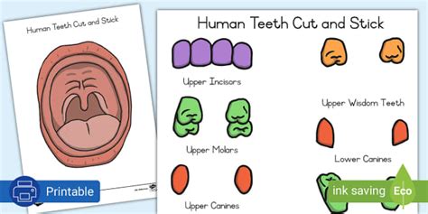 Teeth and the Dentist: Different Types of Teeth Poster