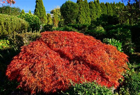 Shoreline Area News: Photo: Lace leaf maple