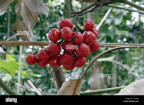 Rainforest fruits (Sarcophrynium sp :Marantaceae), Cameroon Stock Photo - Alamy