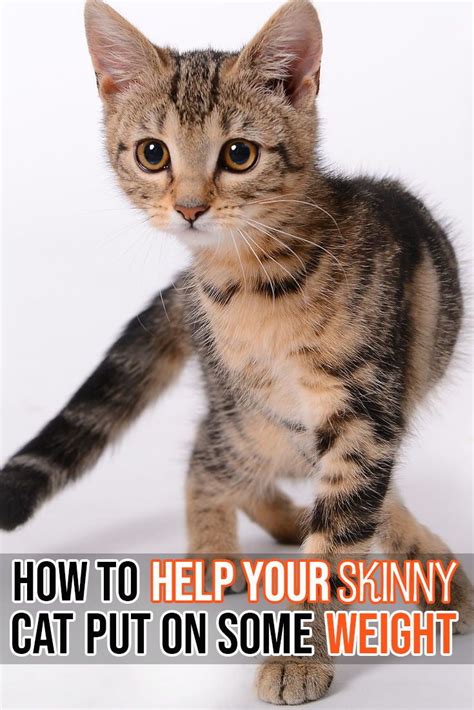 This is how to help your underweight cat gain some weight. | Cat help, Cats, Crazy cats