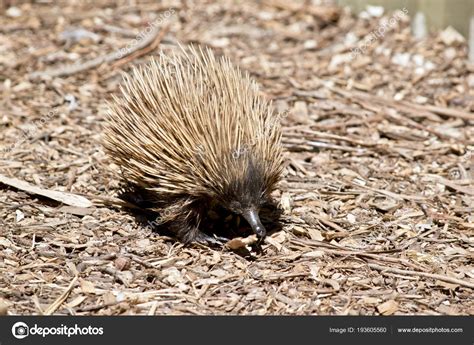 An echidna with spines Stock Photo by ©ozflash 193605560