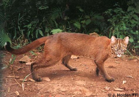 Endangered Earth Blog: Borneo Bay Cat