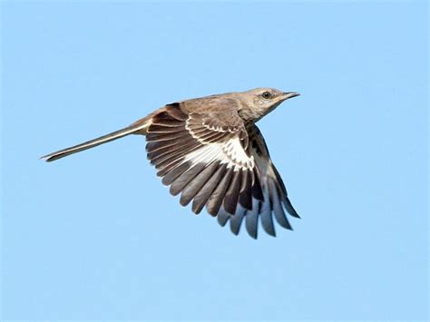 NestWatch | Northern Mockingbird - NestWatch