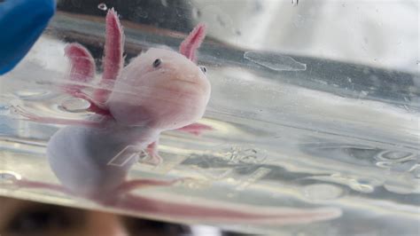 Black Pink Amphibians Pink Lily Cutest Axolotl Axolotl Fish UK | ubicaciondepersonas.cdmx.gob.mx