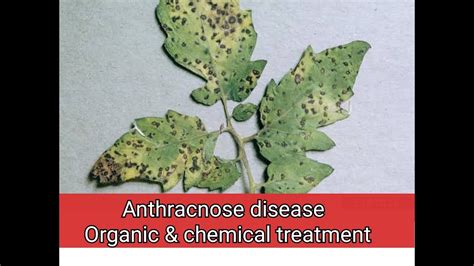 Anthracnose plant disease organic treatment, Tomato Anthracnose - YouTube