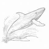 Whale Coloring Page  Coloring Pages Mimi Panda sketch template
