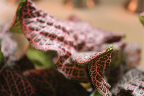 Fittonia Care: 4 Easy Tips for Growing this Beautiful Plant - The Houseplant Guru