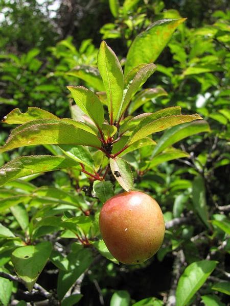 Prunus salicina 'Methley' (Methley Japanese Plum) | North Carolina Extension Gardener Plant Toolbox