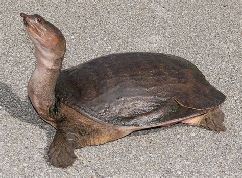 How Many Softshell Turtles Can You Keep In Florida?