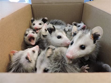 Atlanta Wild Animal Rescue Effort. These nine little opossums will ...