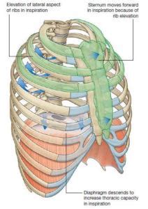 Thorax: Thoracic cage, Sibson’s fascia, Thoracic inlets-NotesMed >