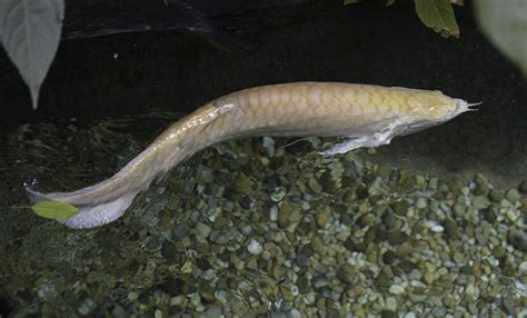 Silver arowana | Smithsonian's National Zoo and Conservation Biology Institute