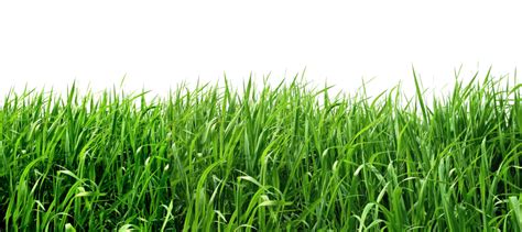 Grass PNG Transparent Grass.PNG Images. | PlusPNG