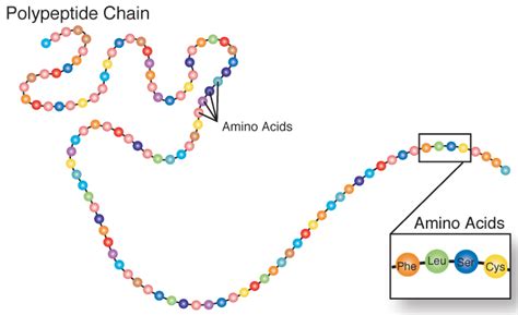 Why is the structure of a protein important to the function of the protein?