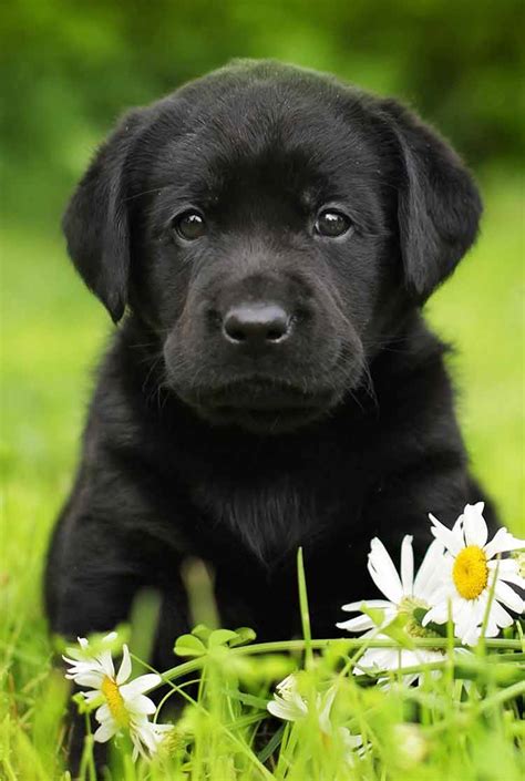 Black Lab - A Complete Guide to the Black Labrador Retriever