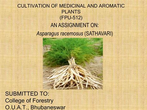 Asparagus racemosus (SATHAVARI). TAXONOMY, MEDICINAL PROPERTIES ...