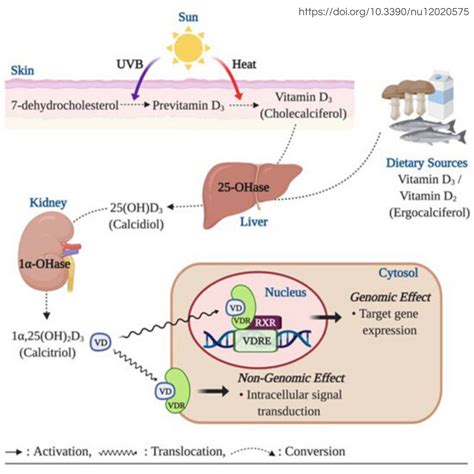 Vitamin D Deficiency: Why Supplementing is a Band-Aid Approach - Wild Roots Alchemy