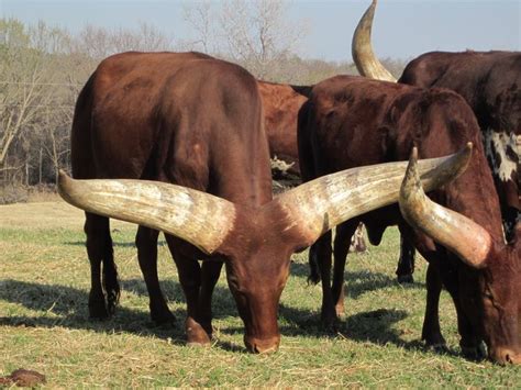 Ankole-Watusi Bull | Animals with horns, Unique animals, Interesting animals