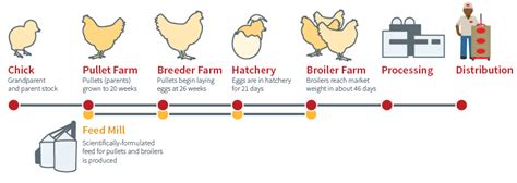 Chicken Farm Process - Farm House