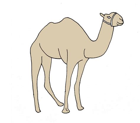 How To Draw A Camel Step By Step (Easy Drawing Guide) - Bujo Babe