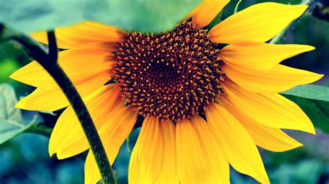 Sunflowers 8K Wallpapers - Top Free Sunflowers 8K Backgrounds - WallpaperAccess