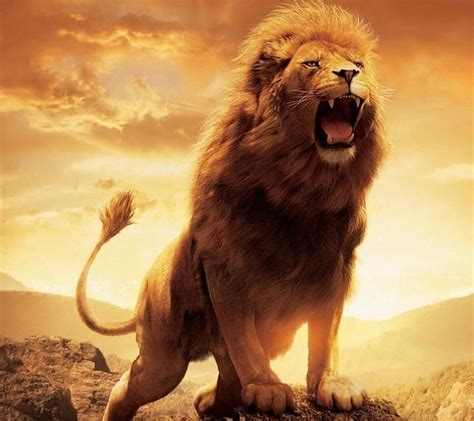 Lion HD Wallpapers - Wallpaper Cave