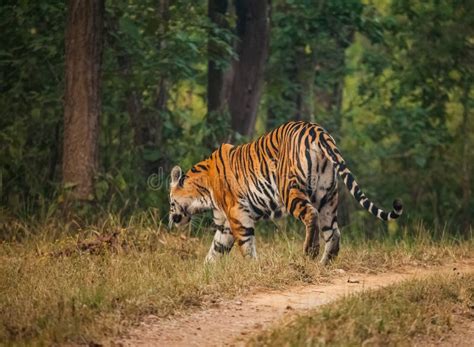 Bengal tiger in wild. stock image. Image of endangered - 88094799