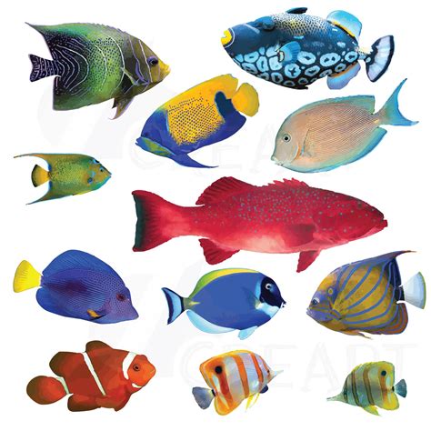 Watecolor Tropical Fish Clip Art 12 tropical fish vectors