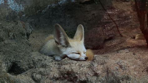 Fennec Fox Fact Sheet | Blog | Nature | PBS