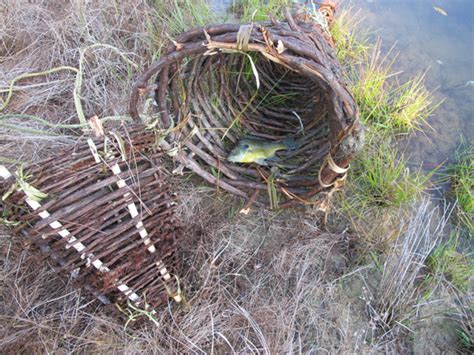 How to Make a Primitive Funnel Fish Trap that keeps on giving.