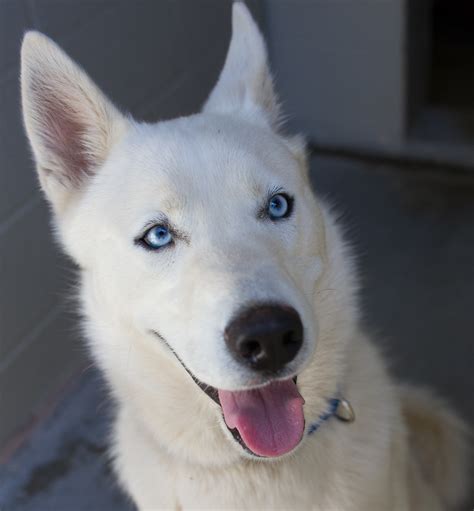 Pure White Husky With Blue Eyes