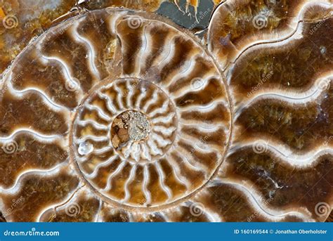 Ammonoids Fossils Background, Group Marine Mollusc Animals Ammonites ...