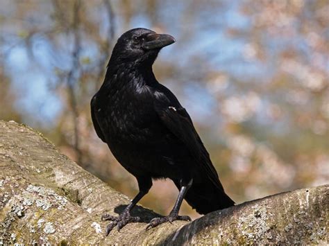 The Fabulous Winter Crow Roost – Massachusetts Forest Alliance