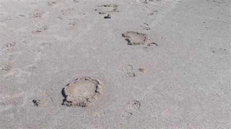 Columbian mammoth footprints at White Sands National Park, USA - Stock Video Clip - K011/6086 ...