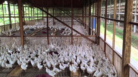 POETTRY FARM HEN PLANS - Yahoo Image Search Results | Poultry farm design, Poultry house, Egg ...