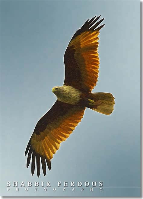 Scouting Raptor ( Shonkho Chil - The Brahminy Kite ( Halia… | Flickr