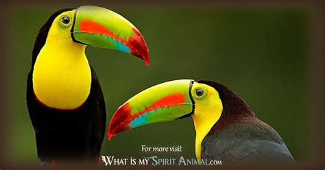 Toucan Symbolism & Meaning | Spirit, Totem & Power Animal