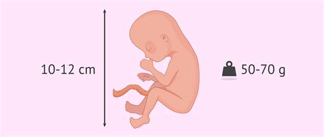 Fetal development at 15 weeks