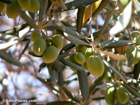 Olive Trees (BiblePlaces.com) – BiblePlaces.com