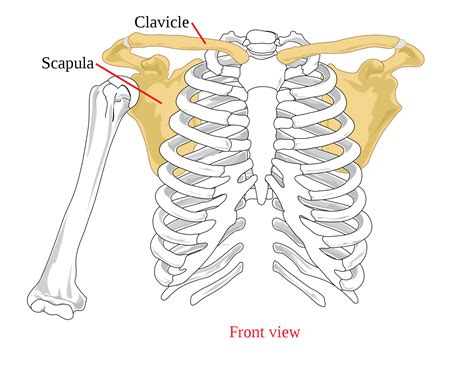 Anatomy of the Pectoral Girdle