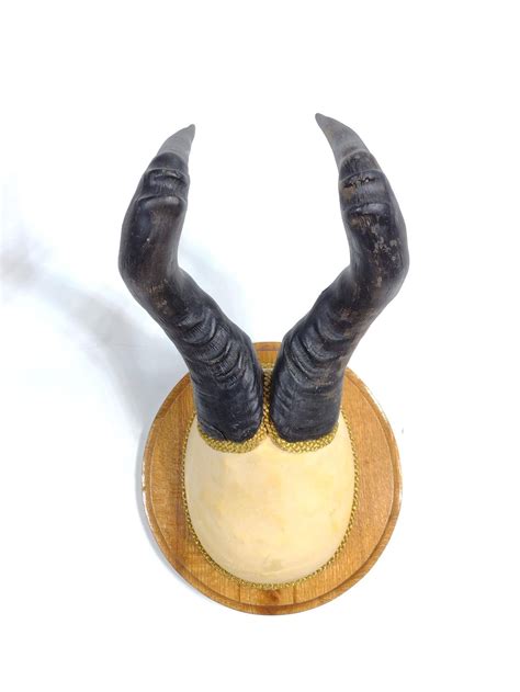 Hartebeest Horn Mount Auction