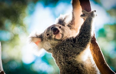 Australia Zoo Wildlife Warriors - TreadRight